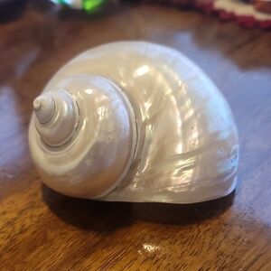Iridescent Seashell Decor From Italy